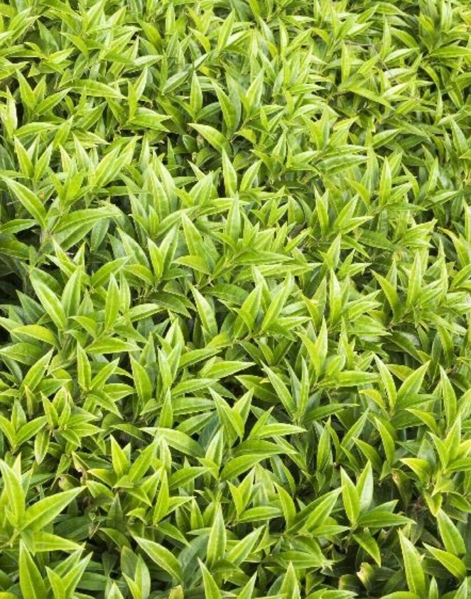 Sarcococca fragrant valley Qt