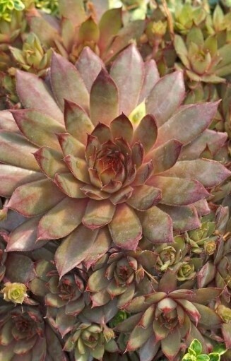 Sempervivum red beauty 4"