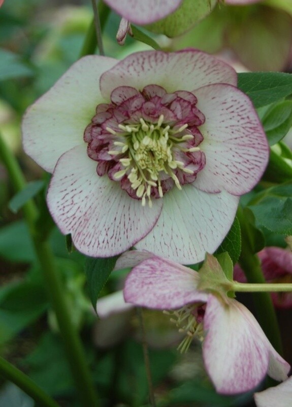 Hellebore Cherry Blossom 1 gal