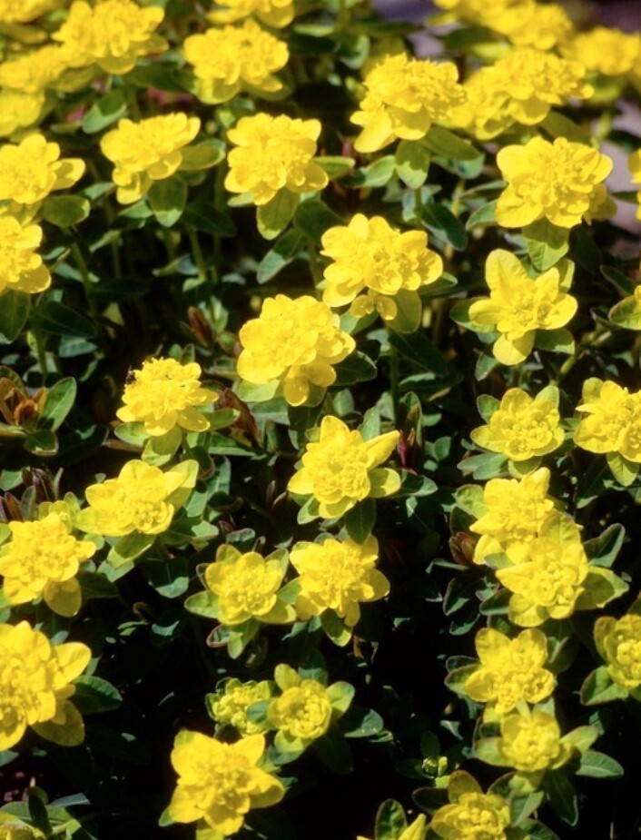 Euphorbia polychroma 1 gal