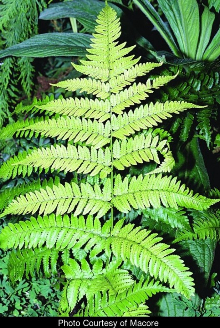Wood fern Qt