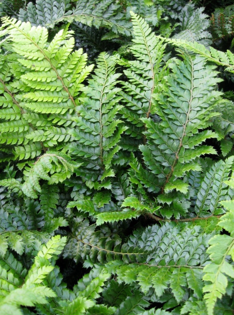 Japanese Tassel Fern Qt