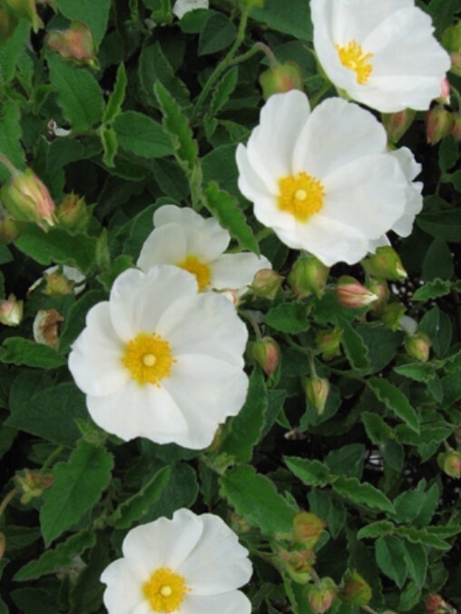 Cistus White rockrose 5 gal