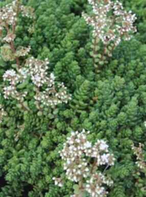 Sedum Album 4&quot;