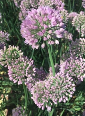Allium blue twister 4"