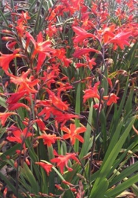 Crocosmia pink carmine Qt