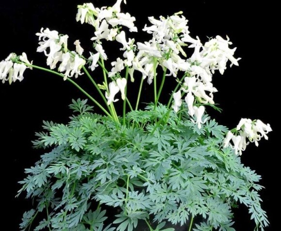 Dicentra Amore titanium 1 gal