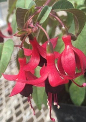 Fuchsia dying embers 2 gal