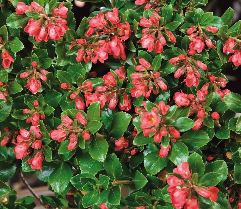 Escallonia Red Dream 2 gal