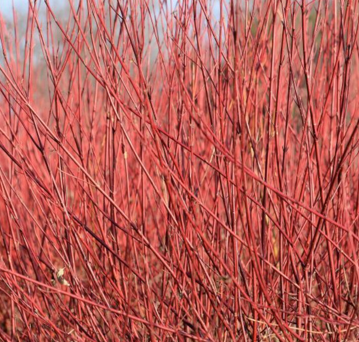 Red Twig midwinter fire 3 gal