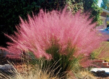 Muhly grass Pink Cloud 1 gal
