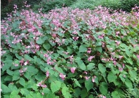 Begonia grandis 1 gal
