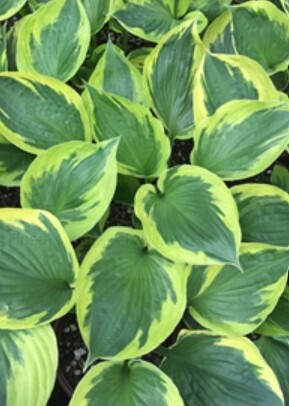Hosta Twilight 1 gal