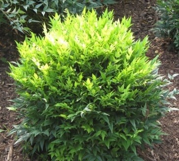 Nandina Lemon Lime 1 gal