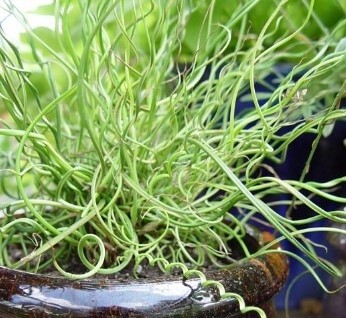 Juncus Twister 4&quot;