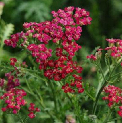 Yarrow New vintage red Qt