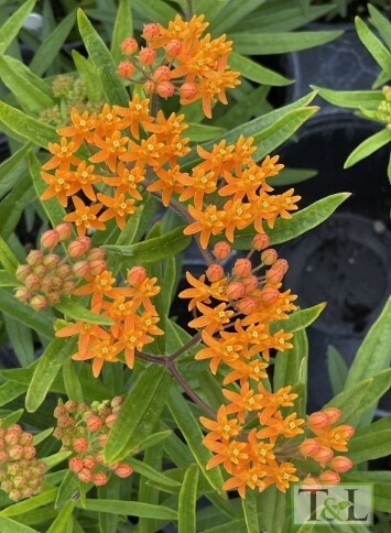 Milkweed tuerosa Qt