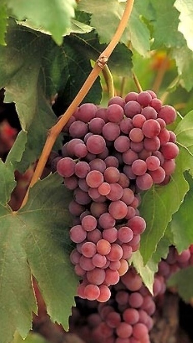 Flame seedless grape 1 gal