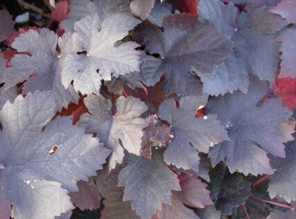 Purple leaf grape 1 gal