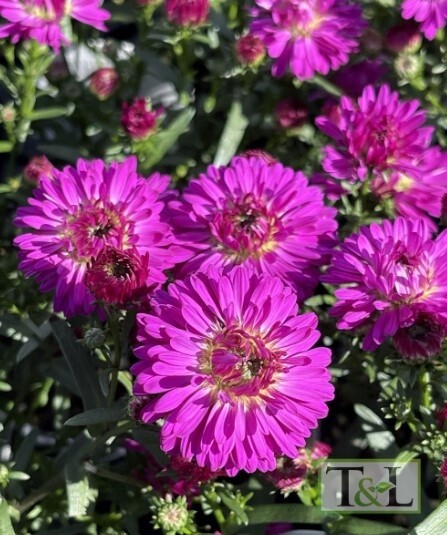 Aster marie dark pink Qt