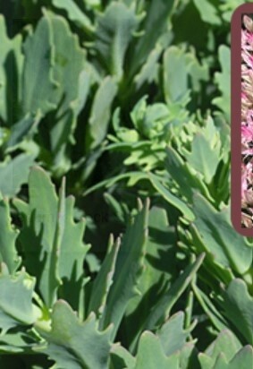 Sedum Rock Star 1 gal