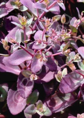 Sedum Xenox 1 gal