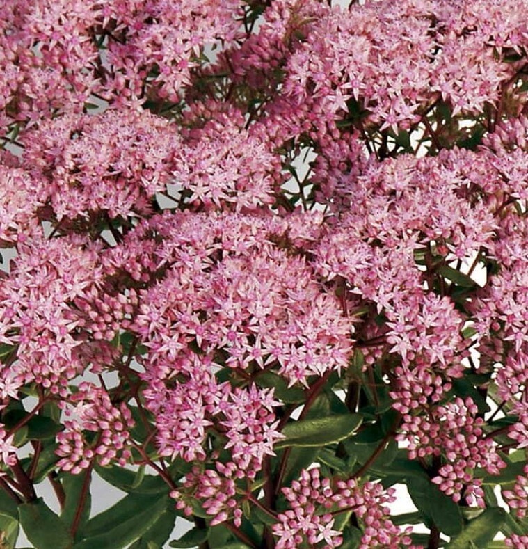 Sedum Jade Tuffet Qt