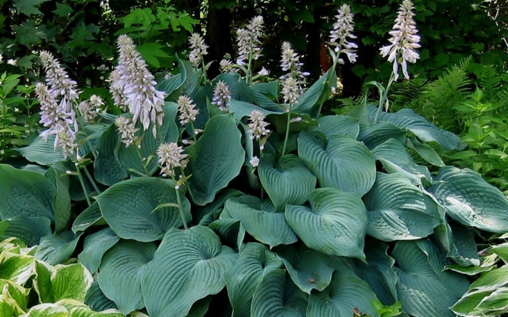 Hosta Blue Angel Qt