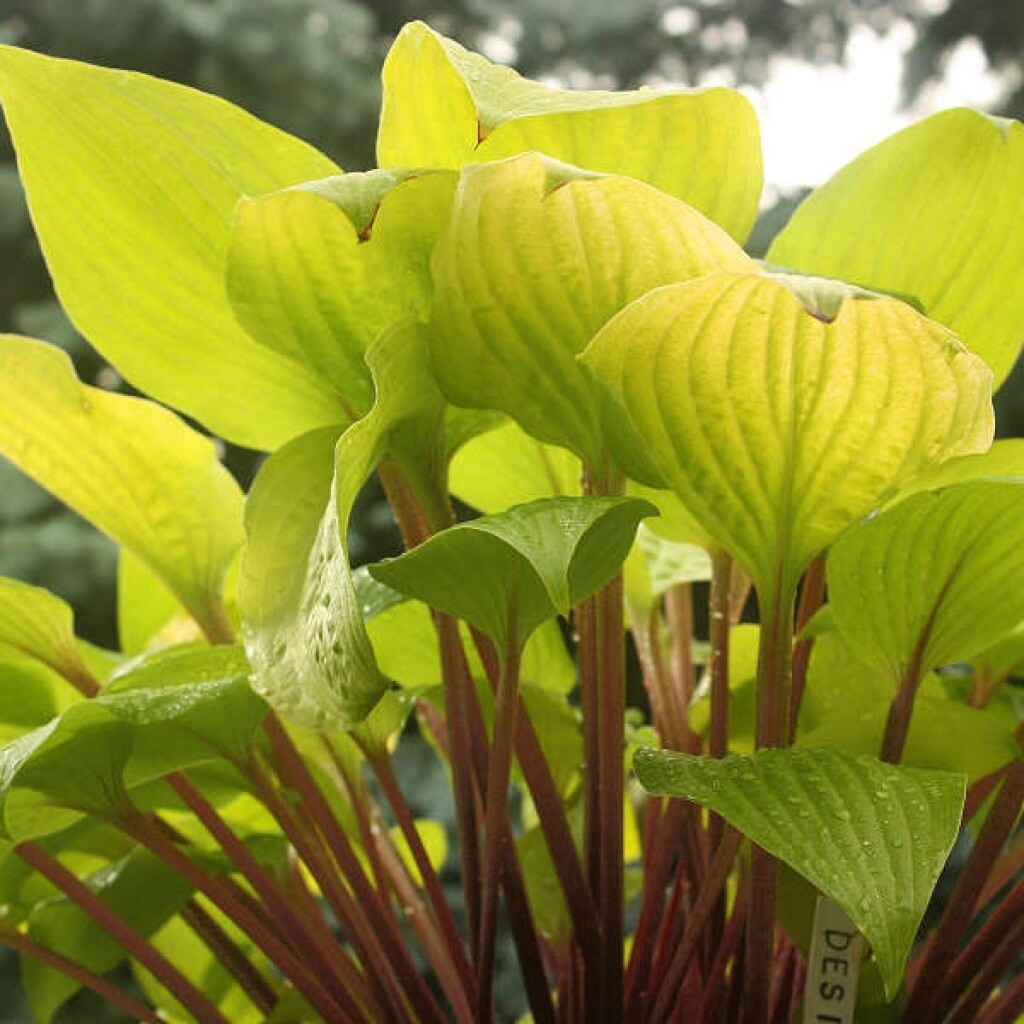 Hosta Designer Genes Qt