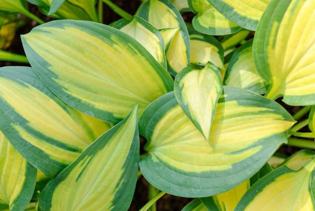 Hosta Orange Marmalade 1 gal