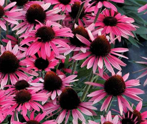 Echinacea dark shadows Wicked 1 gal