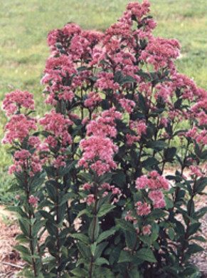 Eupatorium little /baby Joe 1 gal