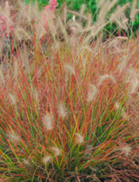 Pennisetum burgundy bunny 1 gal
