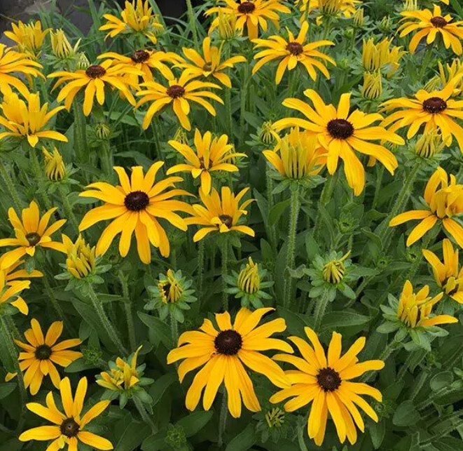 Rudbeckia Glitters like gold 1 gal