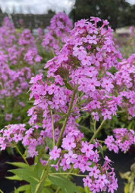Phlox Jeana 1 gal