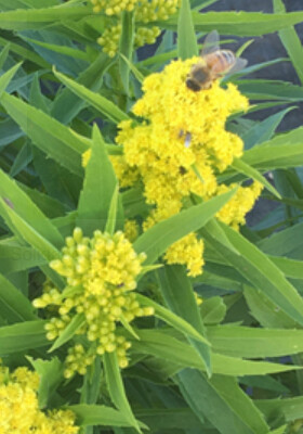 Solidago little lemon 1 gal