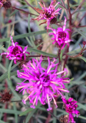 Vernonia Summer swan song 1 gal