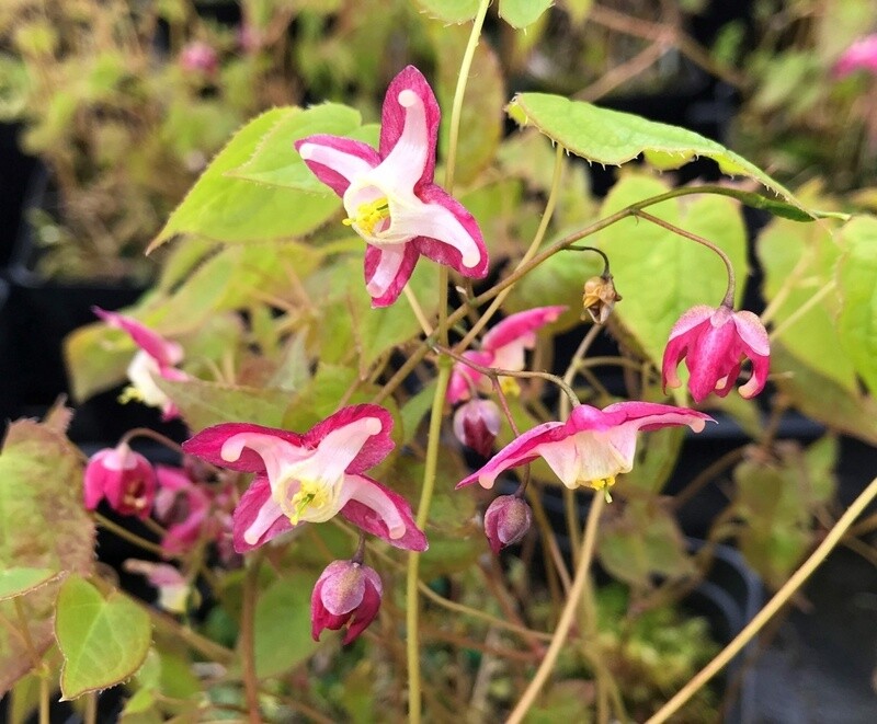 Epimedium Rubrum 1 gal