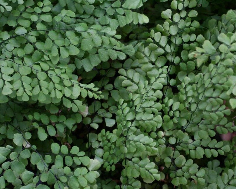 Himalayan Maidenhair Fern 1 gal