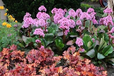 Bergenia Spring Fling Qt