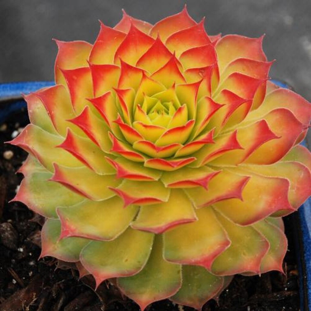 Sempervivum Chick Charms Gold Nugget (Hens &amp; Chicks) 4 in