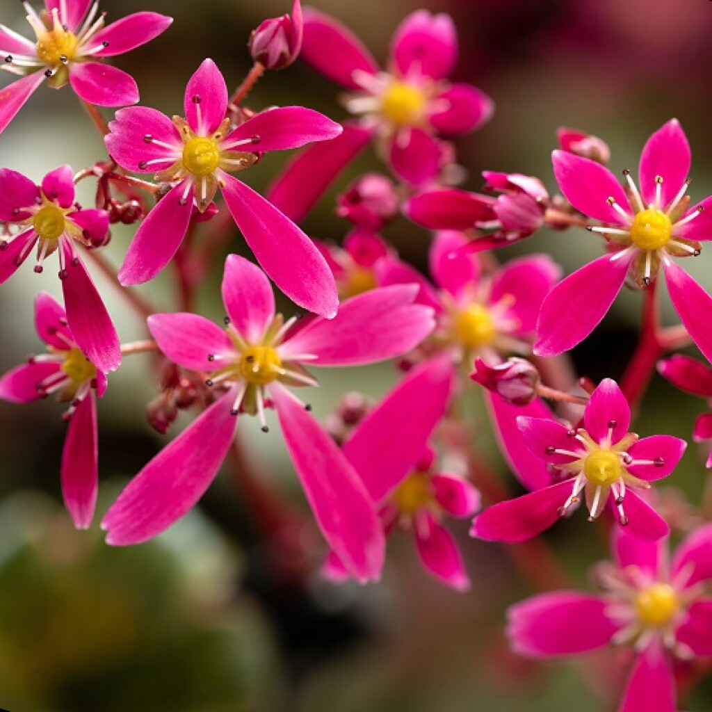 Saxifraga &#39;Dancing Pixies Twinkie&#39; Qt