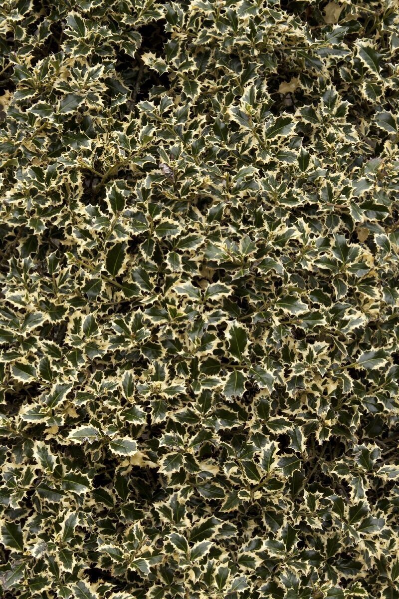 English Holly Variegated 5 gal