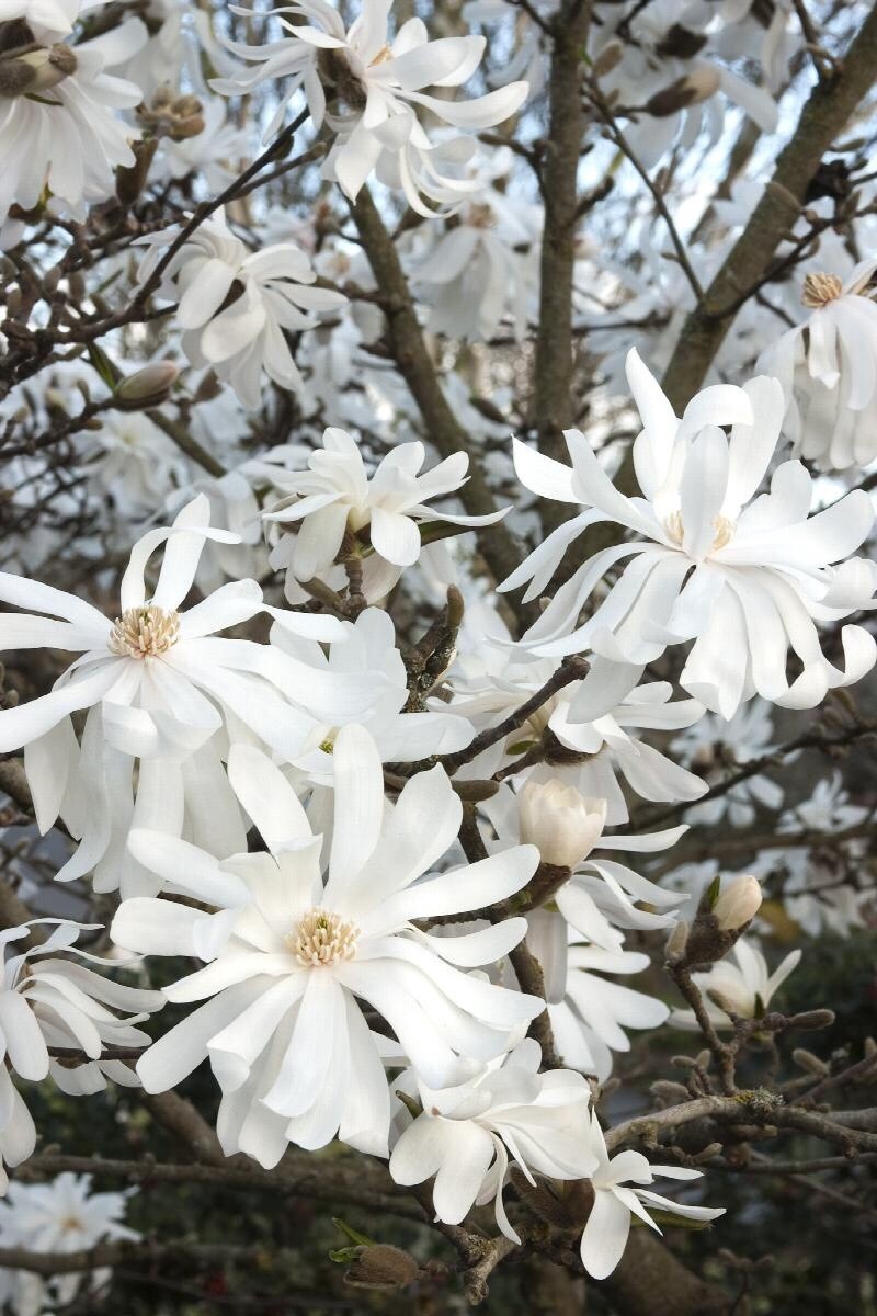Royal Star Magnolia 2 Gal