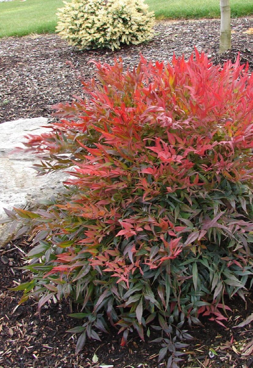 Nandina Tuscan Flame 5 gal