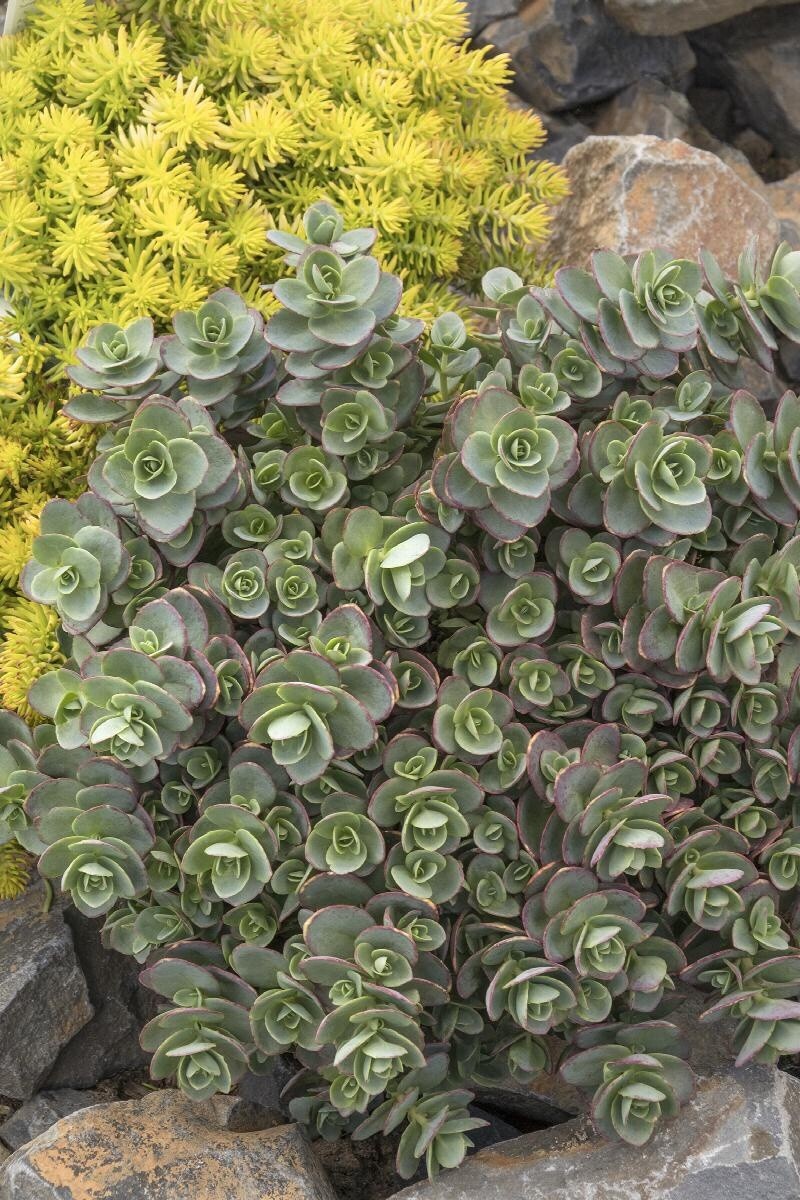Sedum Lime Zinger 1 gal