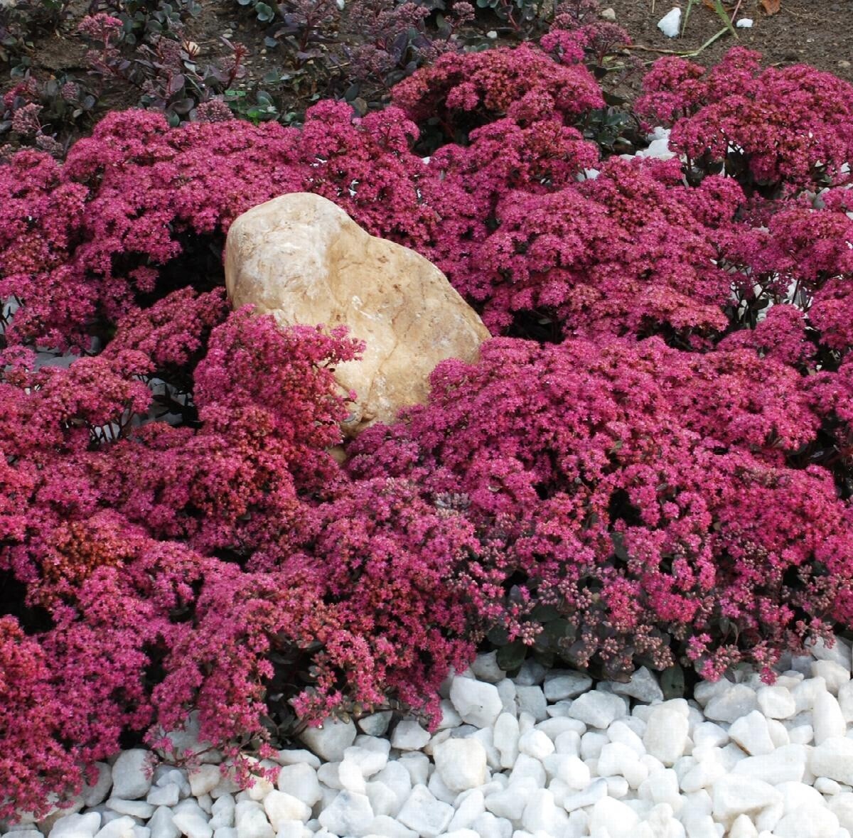 Sedum Dazzleberry 1 gal