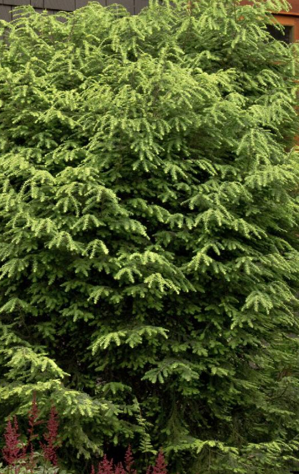 Canadian Hemlock 5 gal