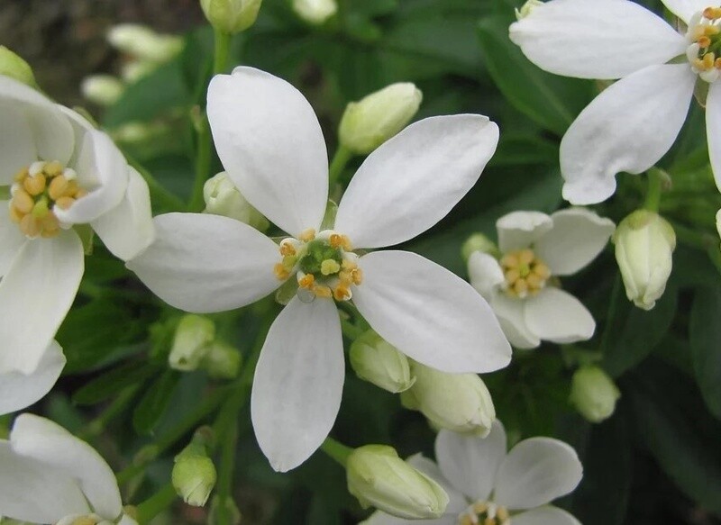 Choisya Ternata 2 gal