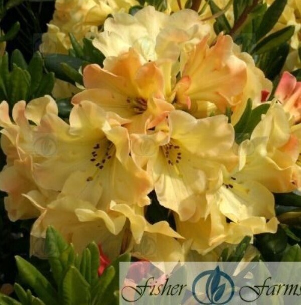 Rhody Nancy Evans 3 gal